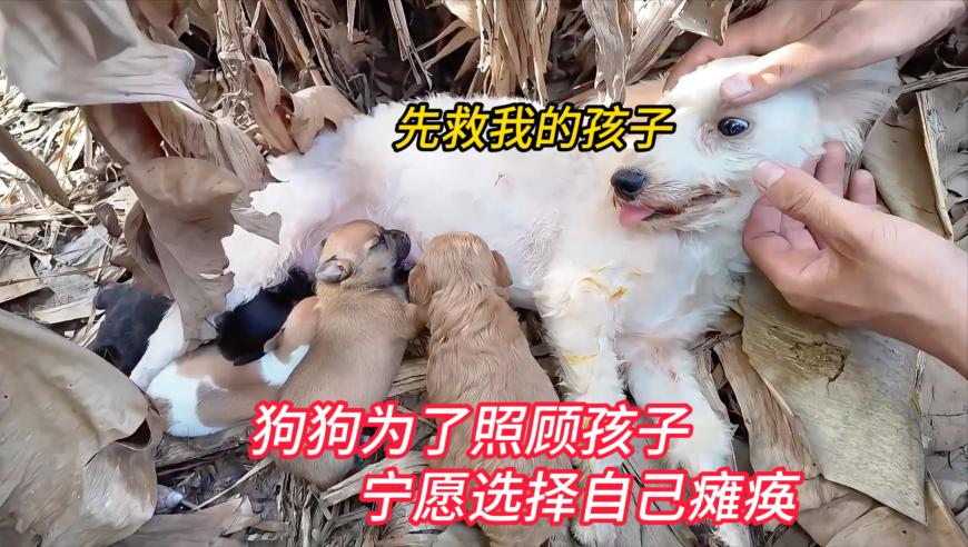 2025正版澳门免费资枓,伊朗将积极应对美国极限施压,作答解释落实的民间信仰_精英版V11.96