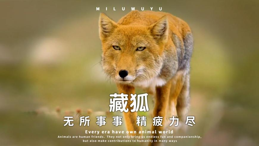 黄大仙免费精准大全资料,北京银行行长杨书剑辞任,经典解释落实_专家版V2.36